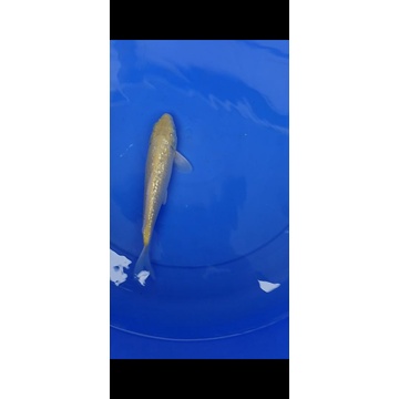 IKAN KOI JENIS CARAMEL SIZE 27CM