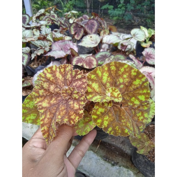begonia keong Kuning