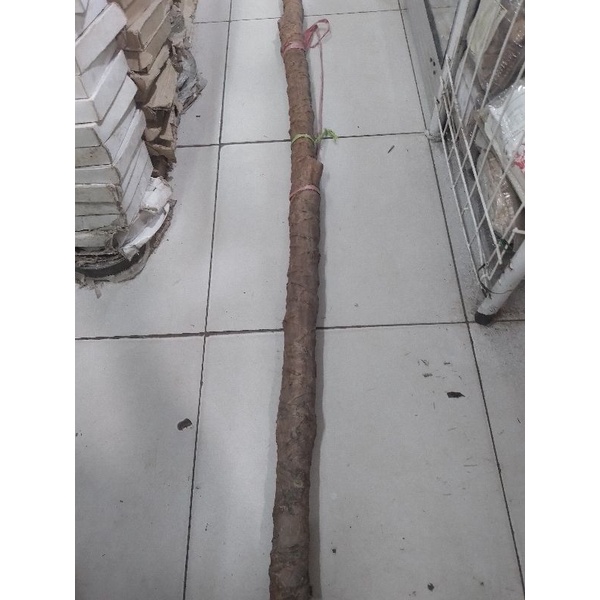 Agusmasyitah Tongkat Kayu Butat Butar Asli Kalimantan Alat Bantu Jalan Lansia Ulama Borneo Karismati