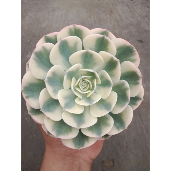 Echeveria compton carausel