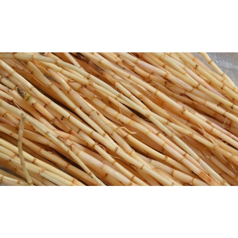 

akar alang alang segar 500 gr