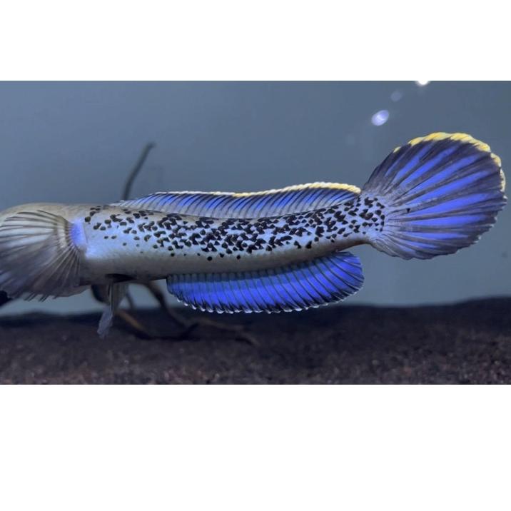 Terlaris Baby stewartii grade A dot melimpah rim tebal size 8 9 10,