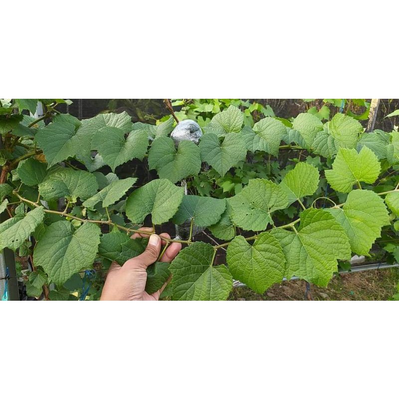 couderc 1613 codrec hulk kodrek 1613C