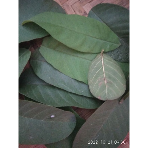 

Daun jambu segar 100 gram herbal diare