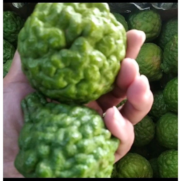 

purut jumbo khas medan