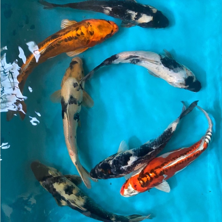 IKAN KOI Blitar Mix 26-30cm Grade A+