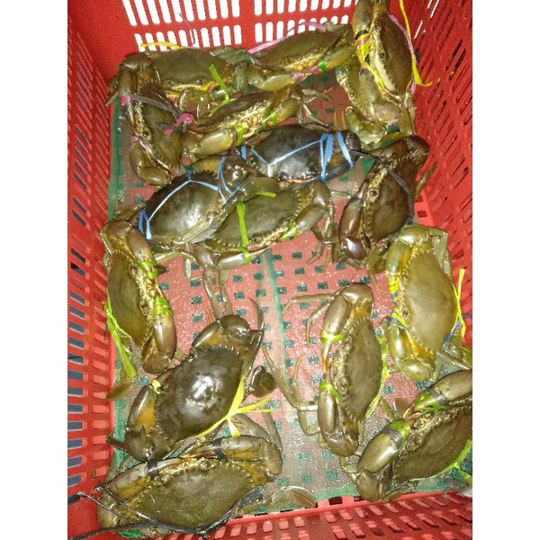 

kepiting bakau kepiting hidup uk -+300gr