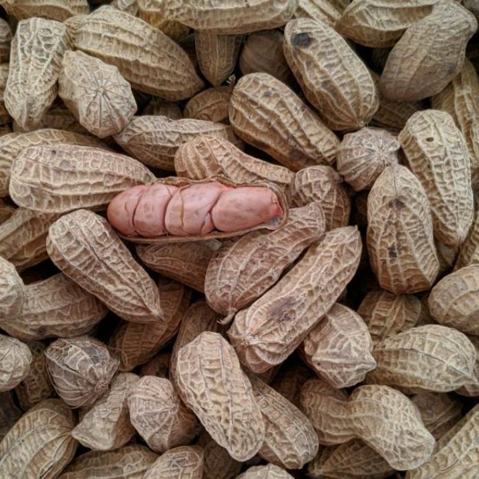 

SALE✅KACANG KULIT SANGRAI SUPER KEMASAN 1 KG|SQ9