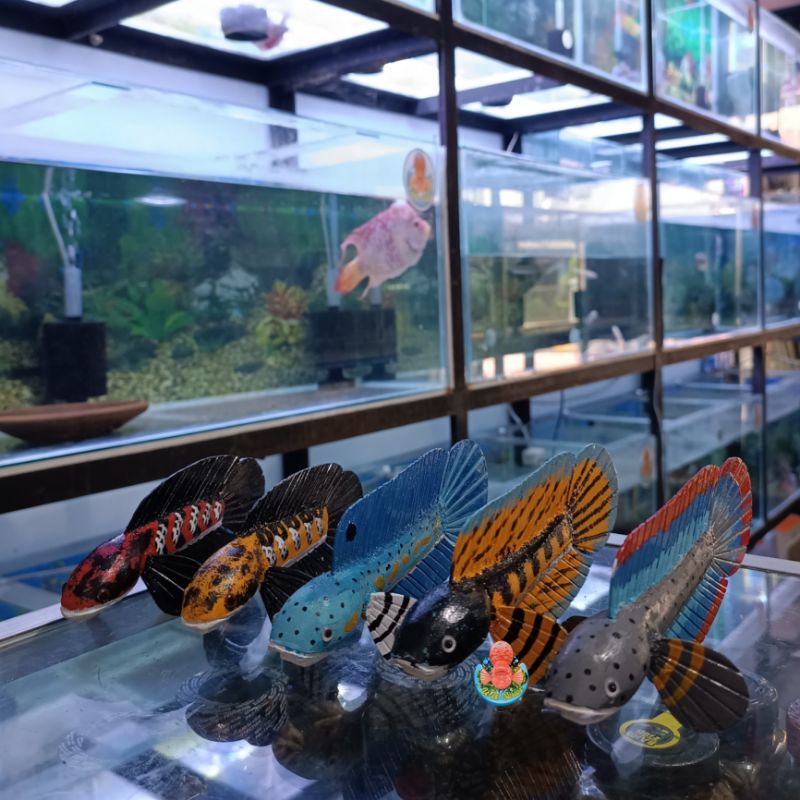 Patung Penggoda Channa Bahan Kayu Marulioides Auranti Pulchra Stewartii Red Yellow YS