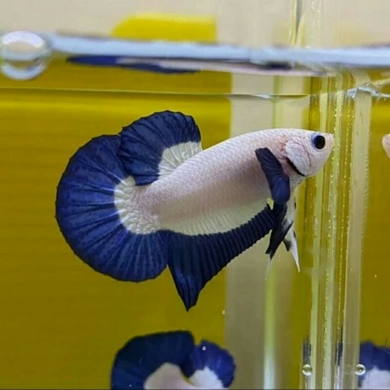 Ikan Cupang Hias Blue Rim Clean Body Top Grade Supreme Quality