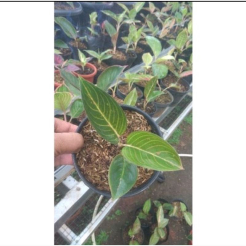 promo tanaman hias aglonema Kresna black