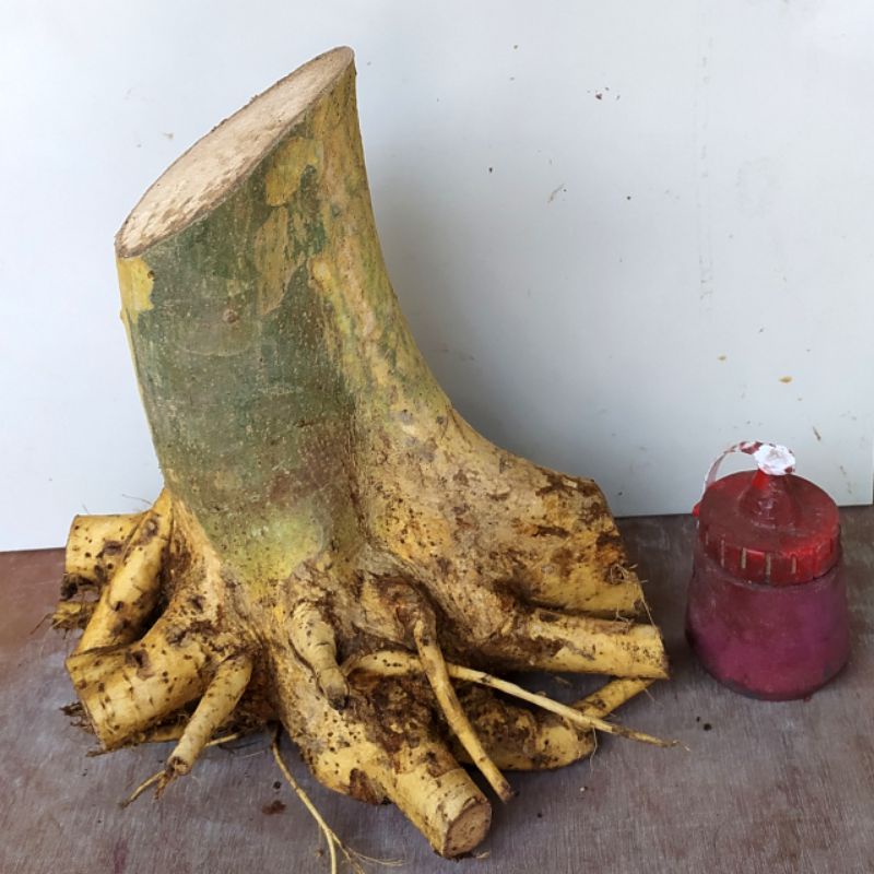 bahan bonsai serut super jumbo fresh sesuai foto realpict