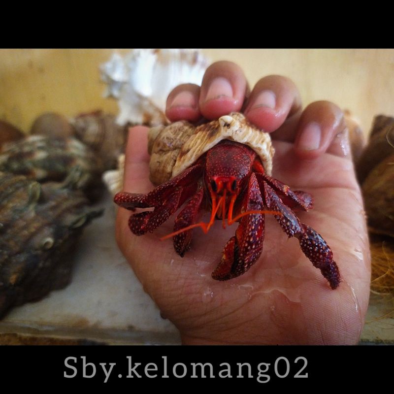 SBY KELOMANG Dark strawberry Orange