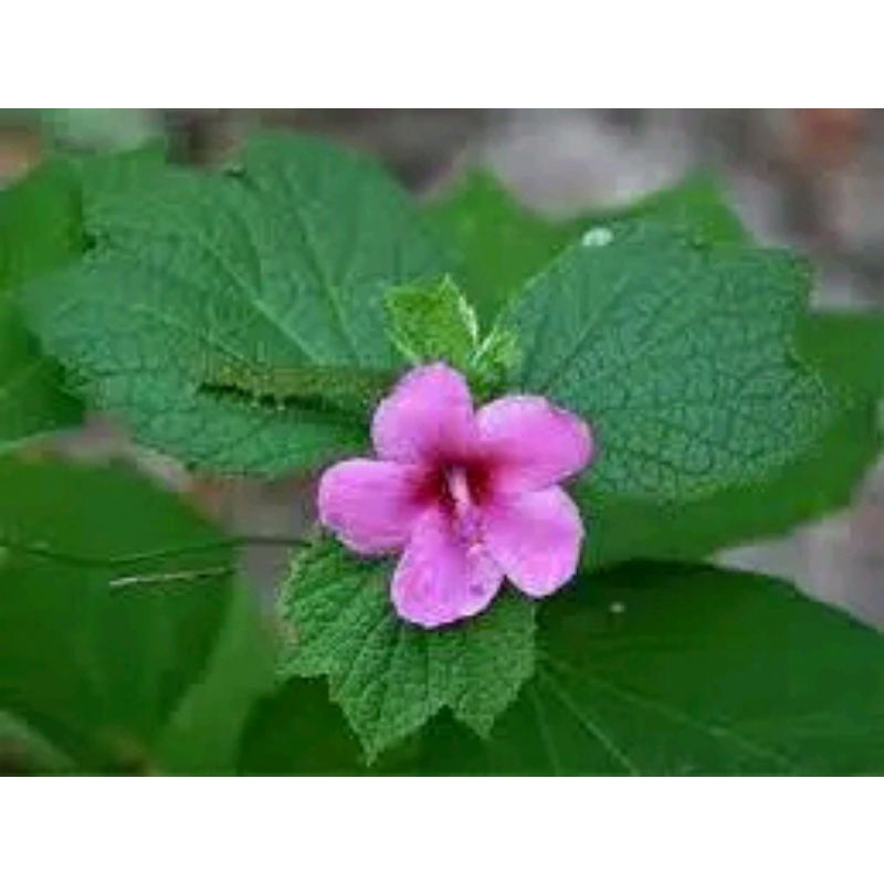 

daun pungpulutan/pulutan/kakancingan berat.500 gram