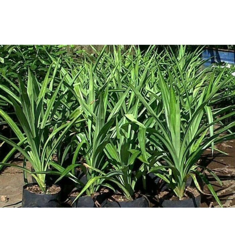 

BIBIT DAUN PANDAN WANGI SEGAR BUMBU MASAK