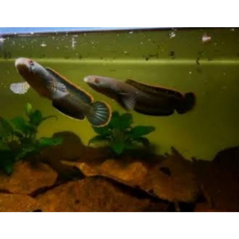 

chana limbata pair size 12-13cm ikan setle
