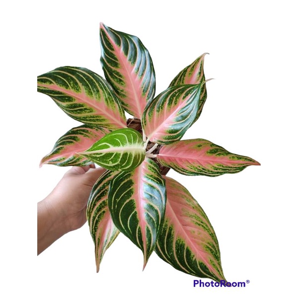 aglonema pink Sunset tanian lokal daun 5-7 ukuran remaja (pembelian minimal 10 pohon 40 ribuan)