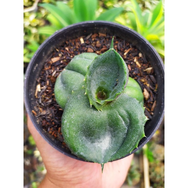 Agave Marmorata | kaktus dan sukulen | agave