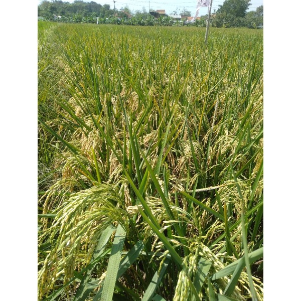 BIO7 PUPUK ORGANIK CAIR BIOAKTIFATOR ORIGINAL