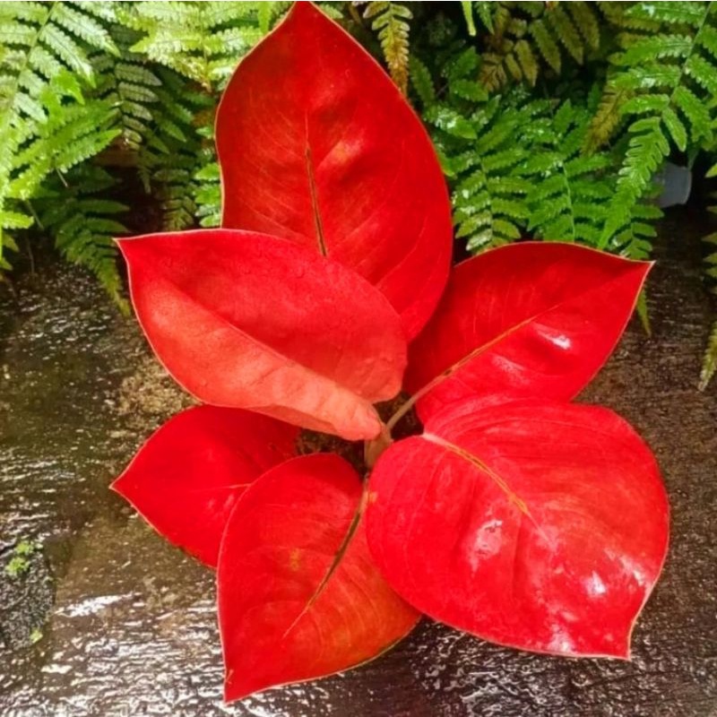 Aglonema Super Red Diamond Tanaman Hias Bunga Aglaonema Murah Merah BUKAN bonggol bibit - tanaman hi