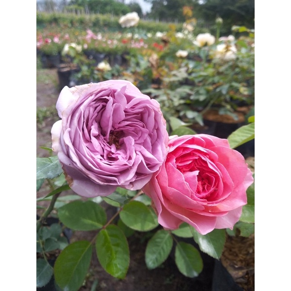 PAKET MAWAR IMPORT 8 POHON KELOPAK BESAR