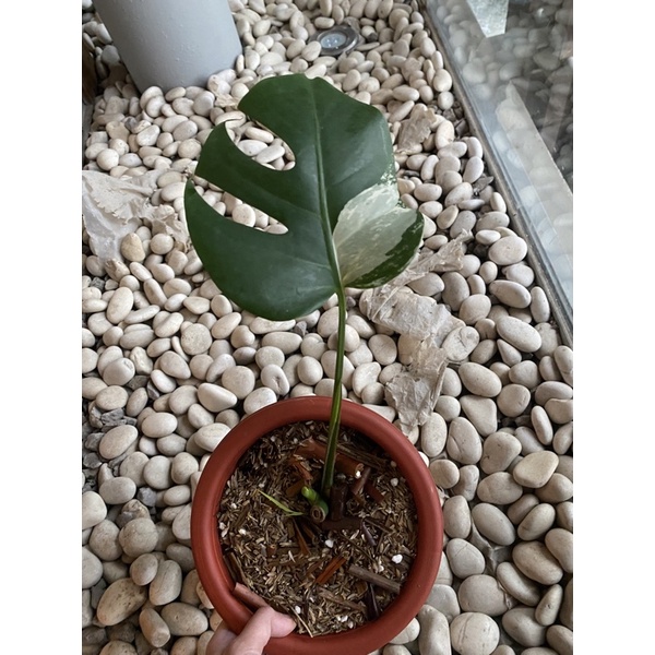monstera varigata trah albo