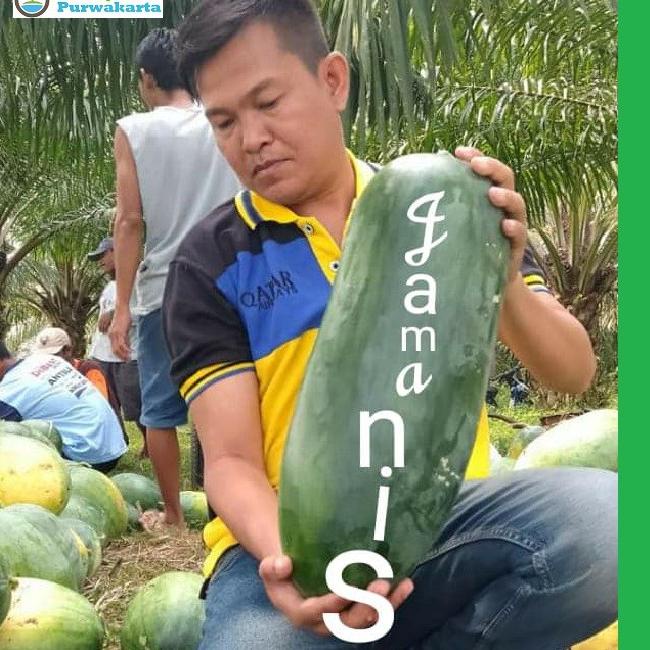 Super Promo--BENIH SEMANGKA HIBRIDA JAMANIS F1 TIPE INUL DAGING MERAH ISI 20 GRAM CAP MUTIARA BUMI