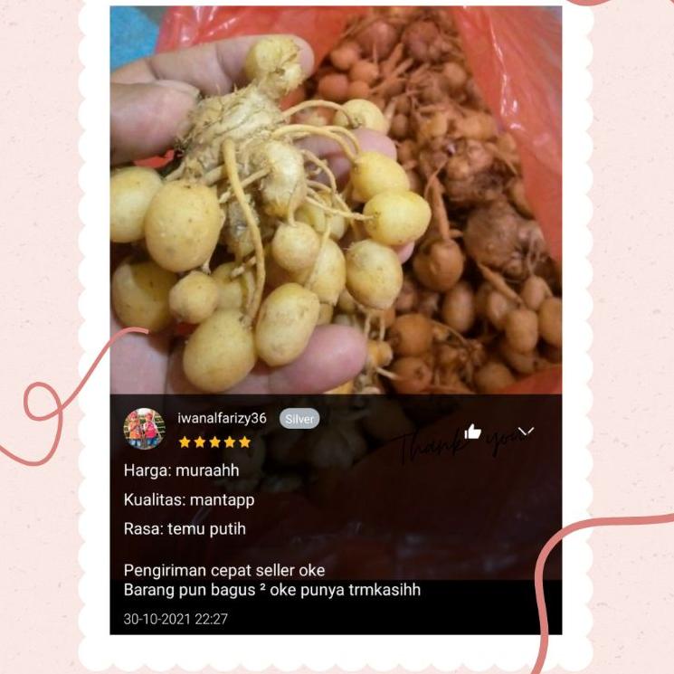 

9.9 sale kunyit putih 1kg - kunyit putih segar - kunyit putih asli - kunyit gombyok grosir