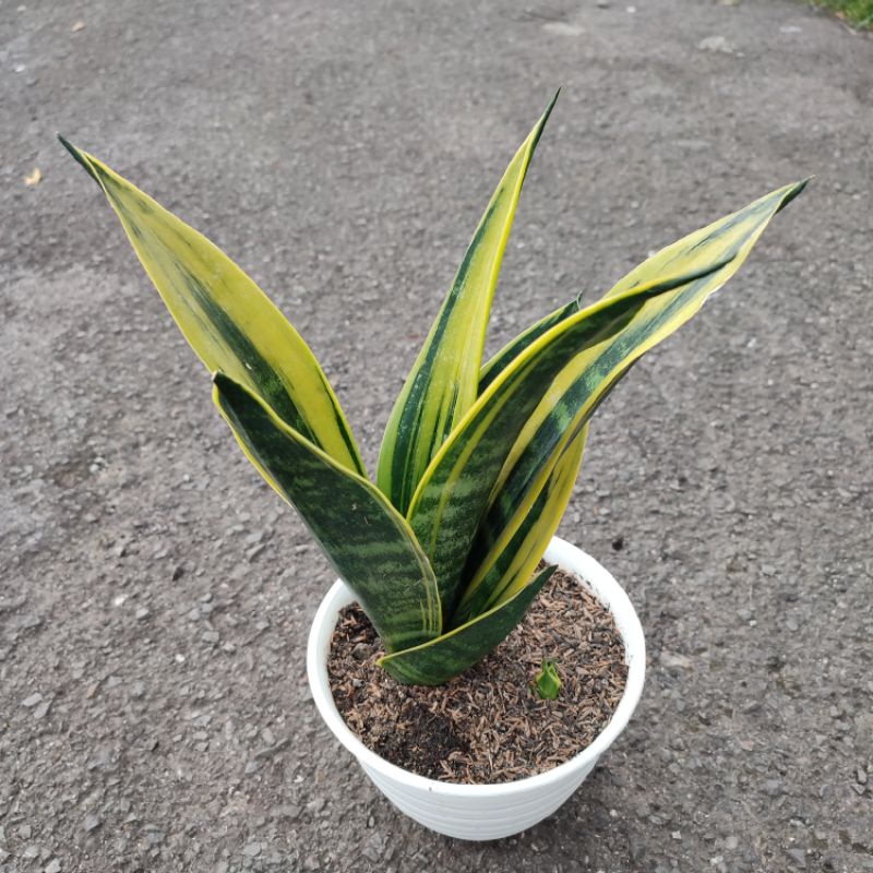 Sansevieria Golden Flame | DP 18 Cm