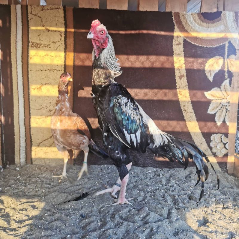 

JUAL TELUR AYAM BANGKOK JALAK PUKUL PEDES PERBUTIR