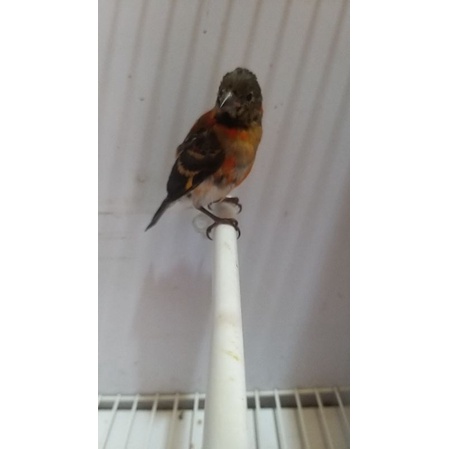 Red Siskin Klasik Anak usia 2 -3 bulan