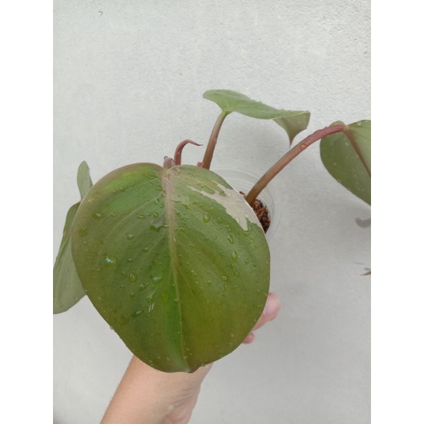 philodendron white knight