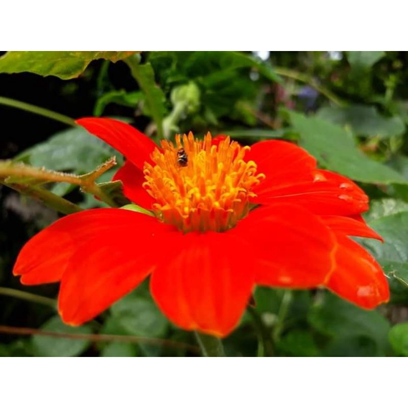 

Biji Bunga Matahari Meksiko / Pakan lebah / Tanaman Hias