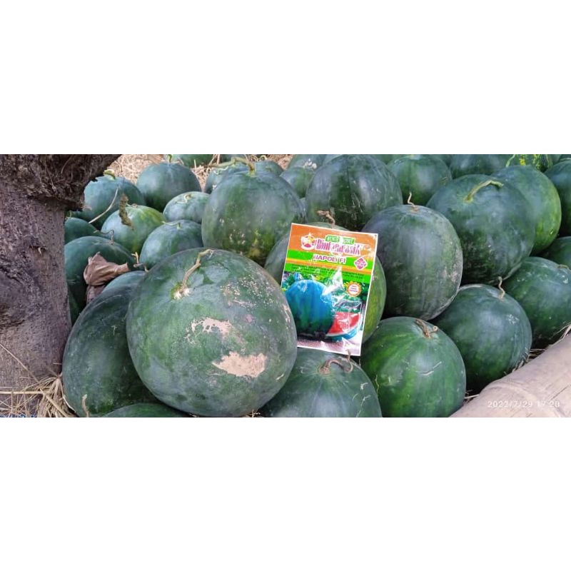 BENIH SEMANGKA TANPA BIJI NAPOLI/GRANDMINALO 20GR - BIBIT BINTANG ASIA
