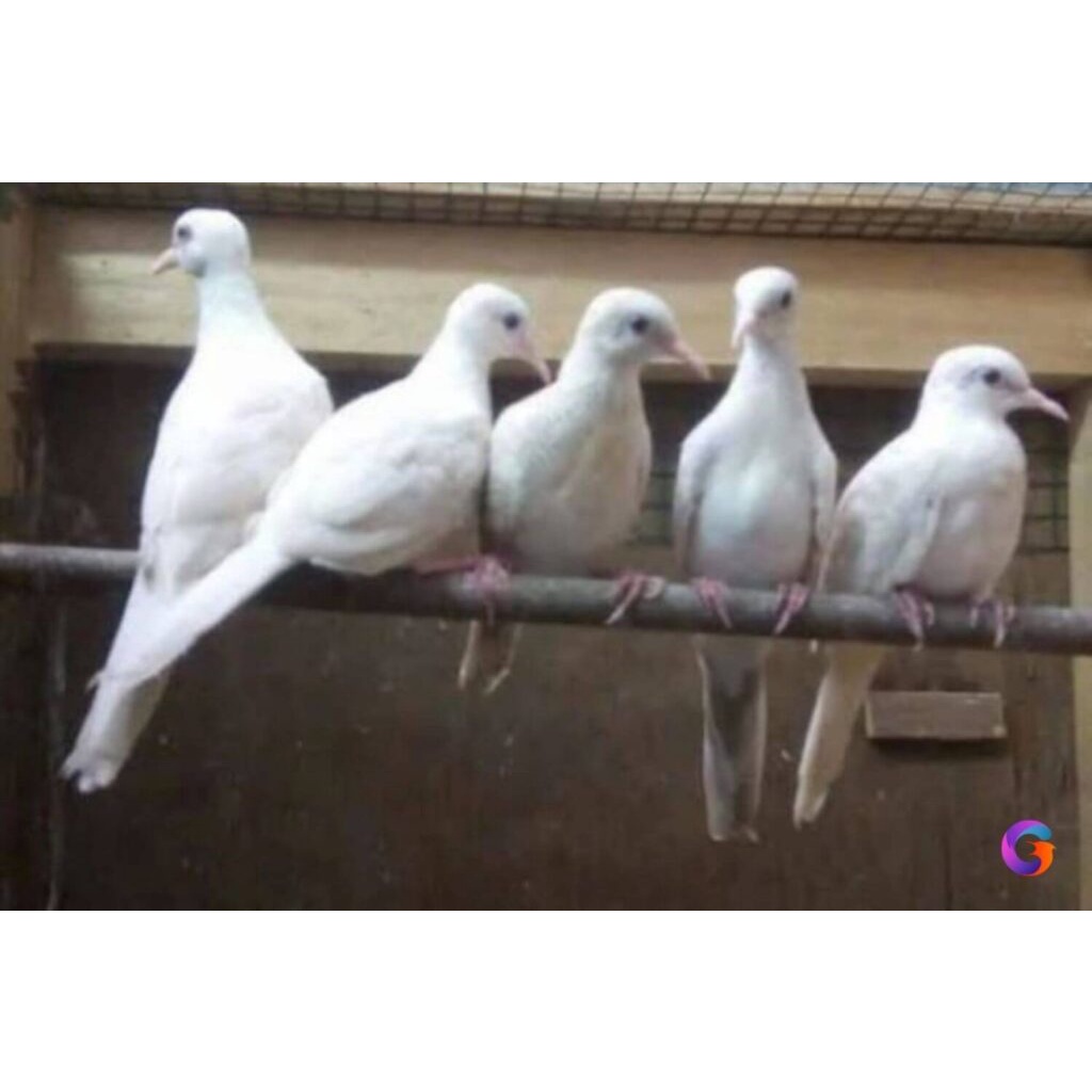 Burung Perkutut Putih Lurik