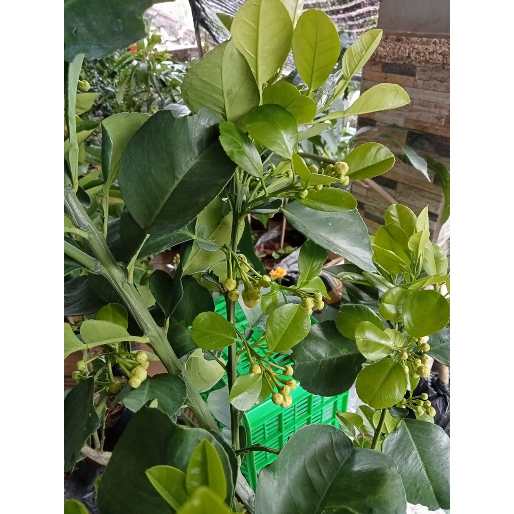 Tanaman Jeruk Red Pamello Berbunga Tinggi 1,5 M