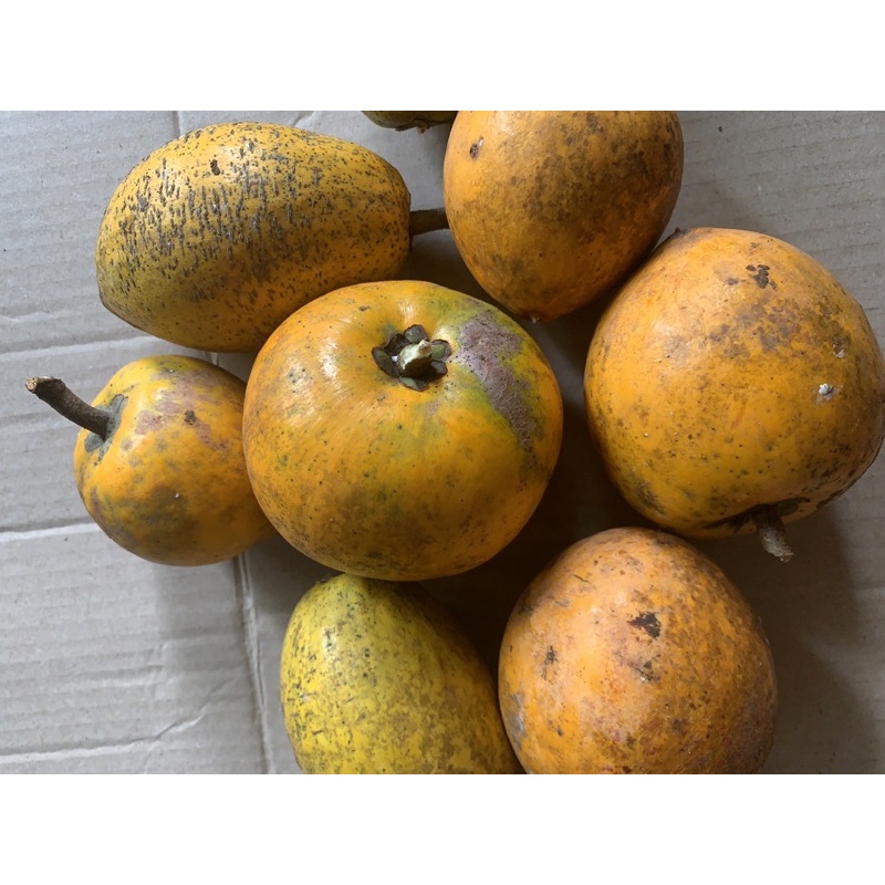 

alkesa sawo mentega 500gr