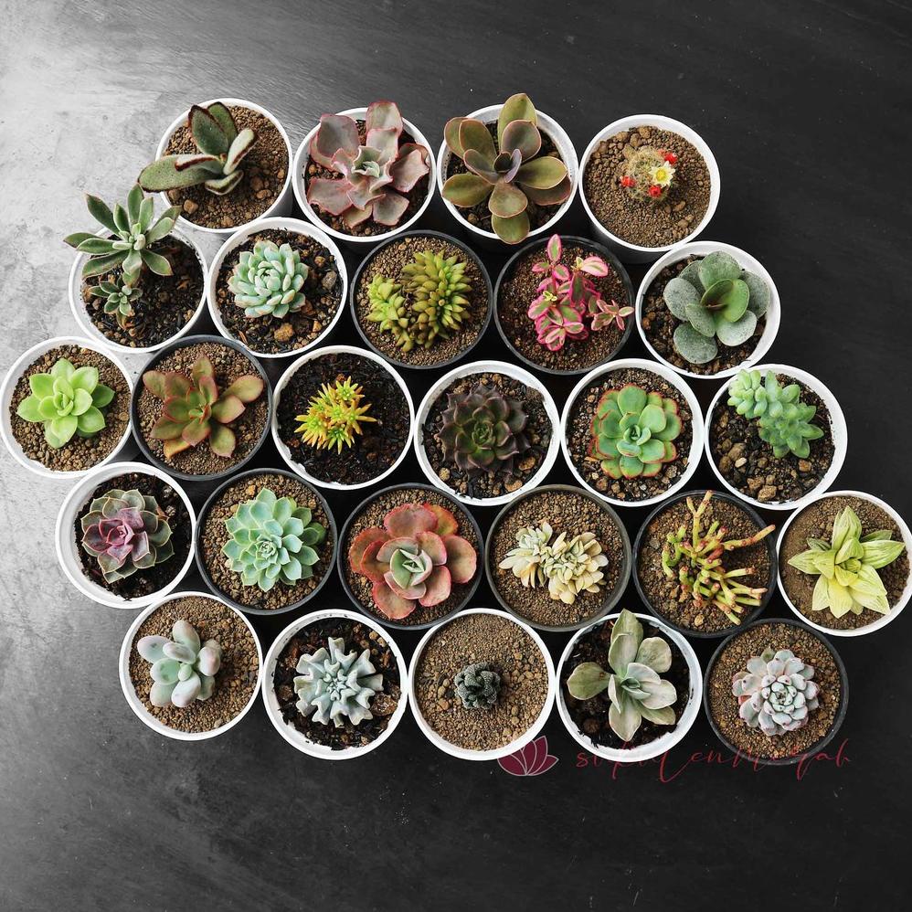 PAKET Kaktus Sukulen mini Tanaman hias bunga bukan plastik artificial dapat dikirim pot dan media