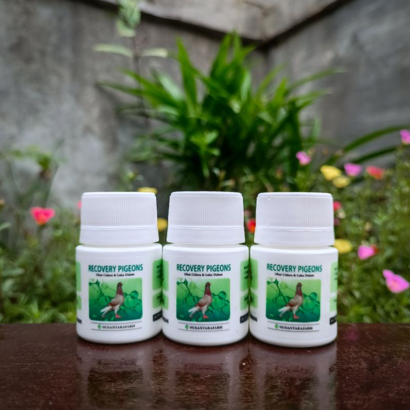 recovery pigeons 25 kapsul by nusantara farm pengobatan penyembuh luka dalam patah tulang cidera lum