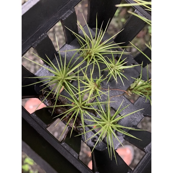 Tillandsia Funckiana