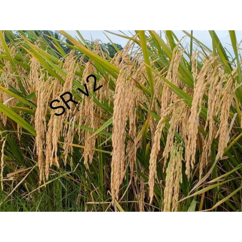 BENIH PADI SR V3 ( SRI REPUBLIK SERI 03) PADI GENJAH berat 5kg