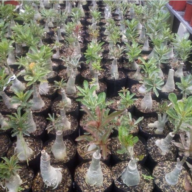 PAKET 3 TANAMAN ADENIUM GRAFTING : SIZE A. - ADENIUM BUNGA TUMPUK - ADENIUM OBESUM - ADENIUM