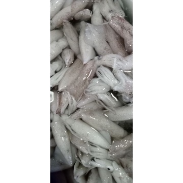 

IKAN CUMI TINTA HITAM
