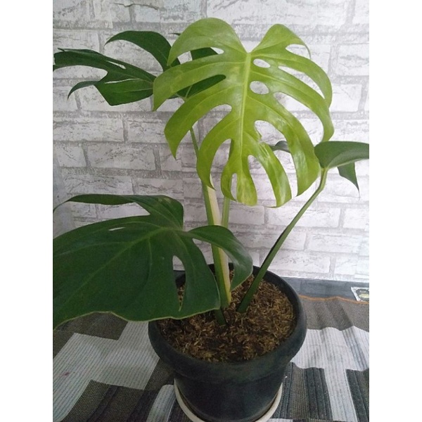monstera king deliciosa besar