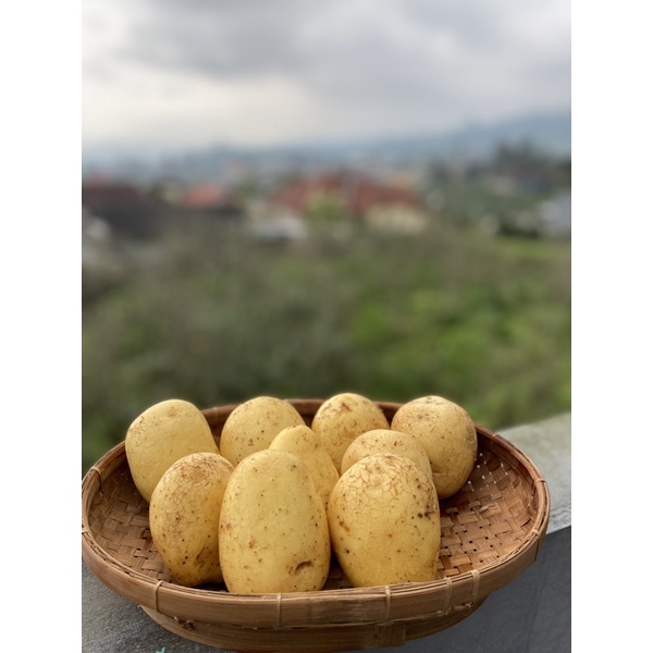 

Kentang batu - sumber brantas(Grade AB)