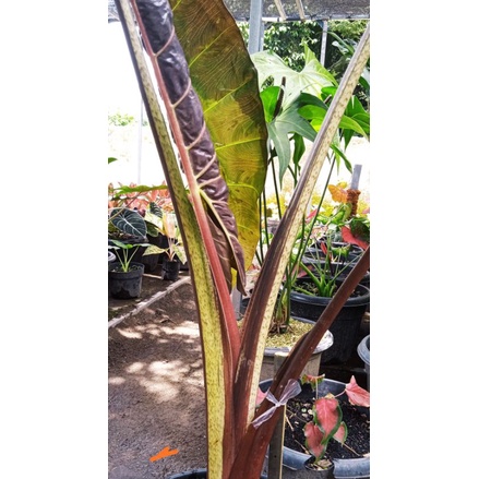 ALOCASIA  PLUMBEA VARIGATA