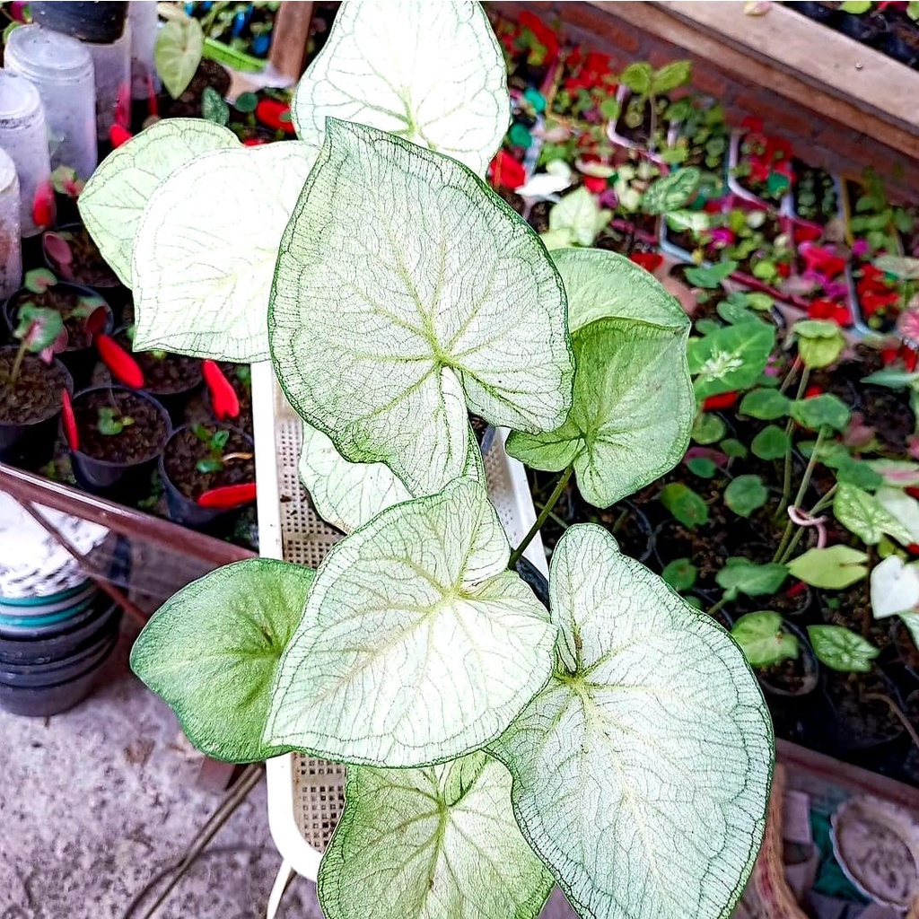 Keladi Putih Keladi Hias Caladium Tanaman Hias Keladi Tanaman Keladi Hidup Tanaman Hias Murah Anakan