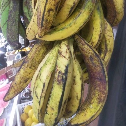 

pisang tanduk