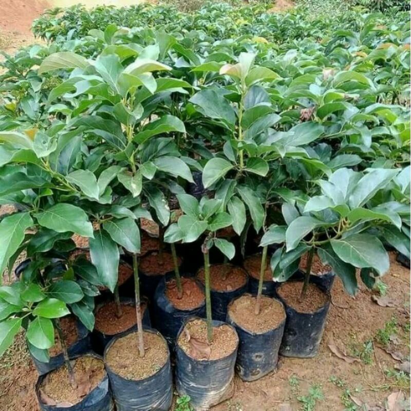 pohon alpukat kendil Batang Besar siap berbuah