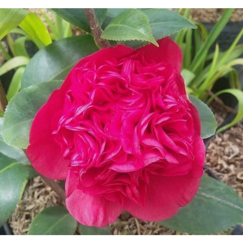 bibit bunga camelia merah merona - tanaman hias camelia merah - bunga camelia merah